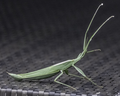 Tropidoderus childrenii