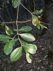 Elaeodendron australe