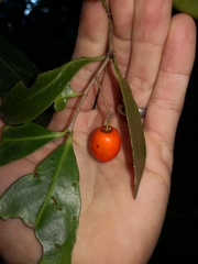 Elaeodendron australe