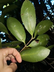 Elaeodendron australe