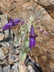 Collinsia greenei