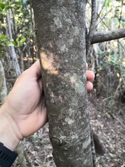 Elaeodendron australe