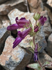 Collinsia greenei