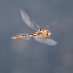 Epitheca petechialis