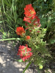 Castilleja wightii