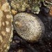 Boreal Limpet - Photo (c) Brenna Green, some rights reserved (CC BY-NC-ND), uploaded by Brenna Green