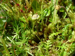 Leptinella squalida