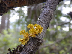 Vulpicida canadensis