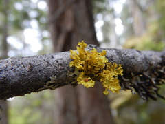 Vulpicida canadensis