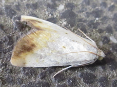 Evergestis extimalis