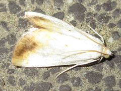 Evergestis extimalis