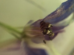 Delphinium trolliifolium