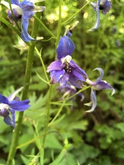 Delphinium trolliifolium