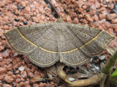 Paracolax trilinealis