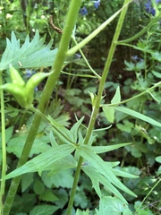 Delphinium trolliifolium