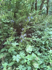 Delphinium trolliifolium