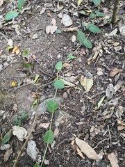 Vincetoxicum polyanthum