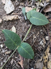 Vincetoxicum polyanthum