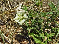 Chamaesaracha coniodes