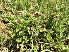 Chamaesaracha coniodes