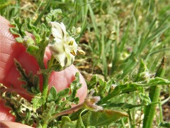 Chamaesaracha coniodes