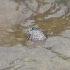 Nacellidae