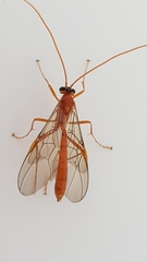 Ichneumonidae
