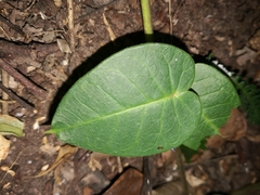 Vincetoxicum polyanthum