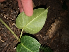 Vincetoxicum polyanthum