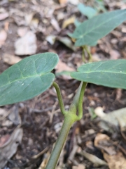 Vincetoxicum polyanthum