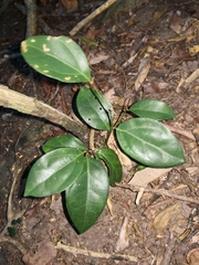 Cryptocarya triplinervis