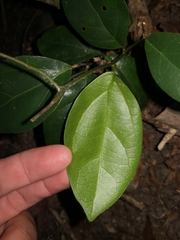 Cryptocarya triplinervis