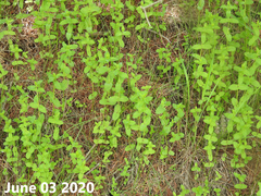 Scutellaria strigillosa