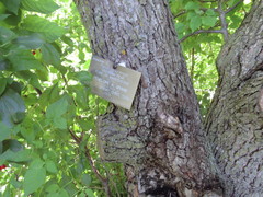 Pyrus ussuriensis