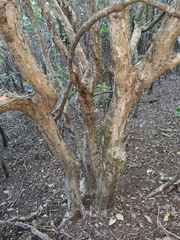 Tristaniopsis laurina