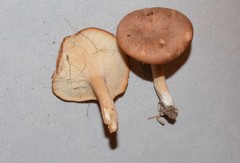 Infundibulicybe squamulosa