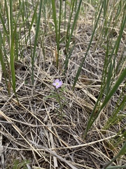 Dontostemon integrifolius