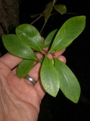 Tristaniopsis laurina