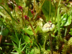 Leptinella squalida