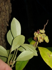 Tristaniopsis laurina