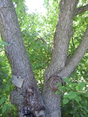 Pyrus ussuriensis