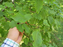 Pyrus ussuriensis