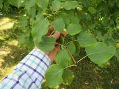 Pyrus ussuriensis