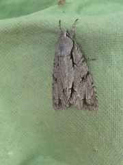 Acronicta psi