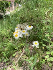 Parnassius glacialis
