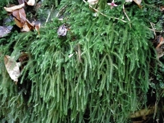 Echinodiopsis hispida