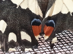Papilio demoleus