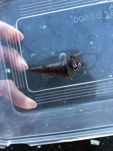 Lophopagurus laurentae
