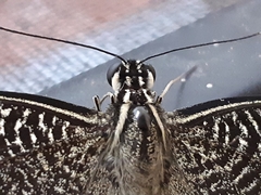 Papilio demoleus