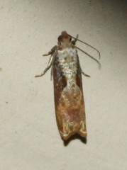 Episimus tyrius